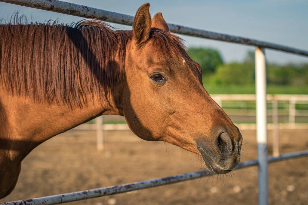 cavalo