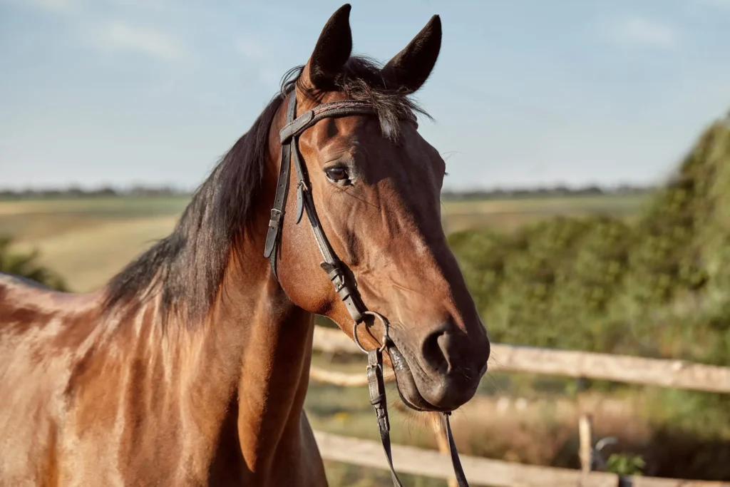 Ultrassom para cavalos